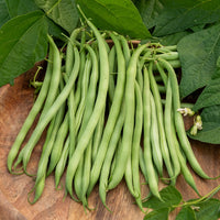 Haricot nain extra fin Argus - Phaseolus vulgaris argus - Bakker