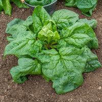 Epinard Géant d'Hiver BIO - Bakker