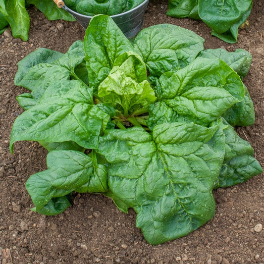 Epinard Géant d'Hiver BIO - Bakker