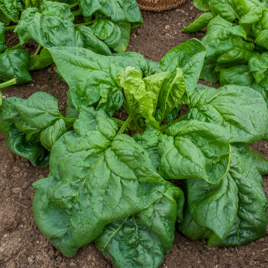 Epinard Géant d'Hiver - Bakker