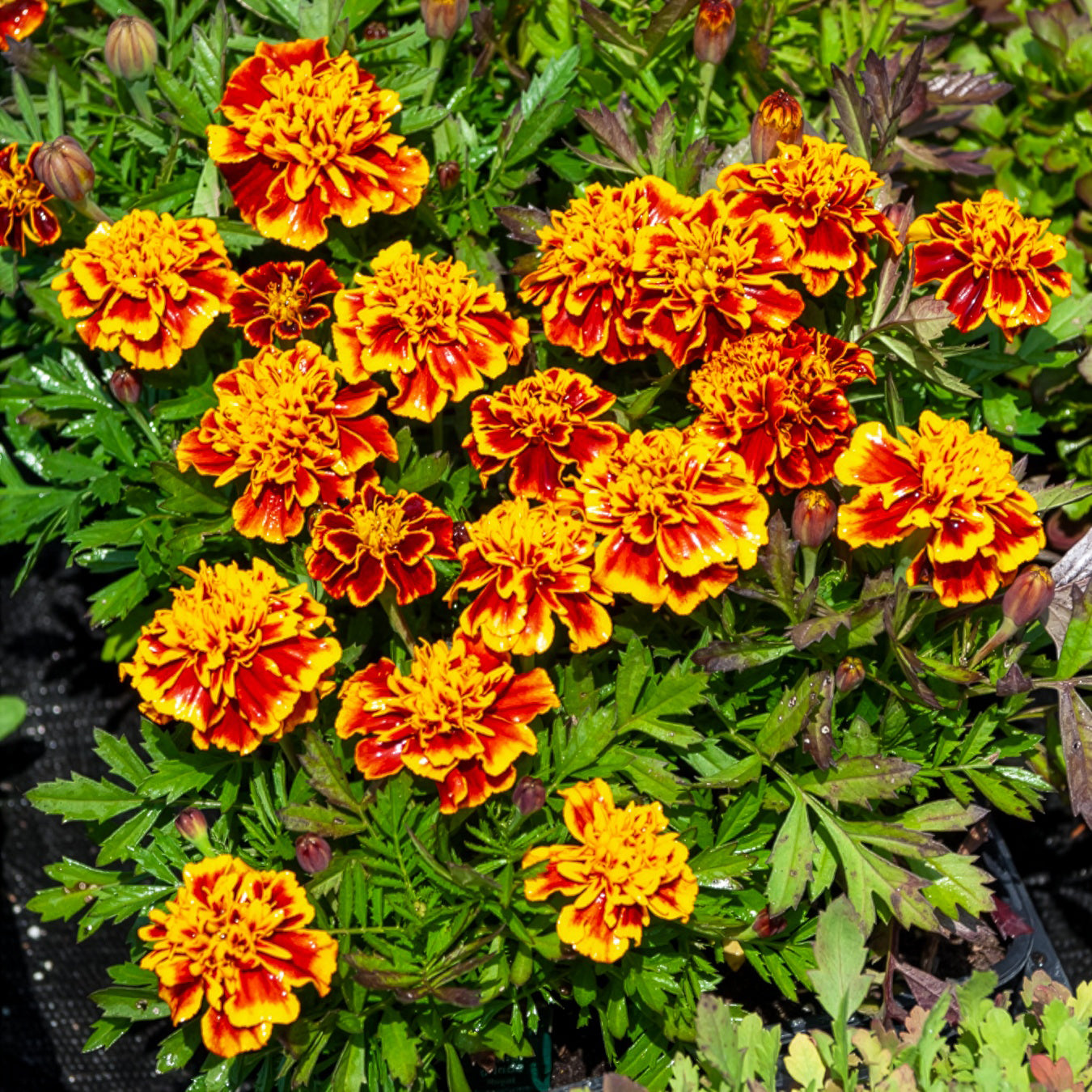Vente Oeillet d'Inde Honeycomb - Tagetes patula honeycomb