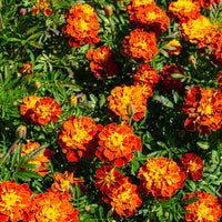 Oeillet d'Inde Honeycomb - Bakker