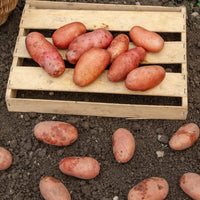 Pomme de terre Rose de France - Cirielle - Solanum tuberosum rose de france (cirielle) - Bakker