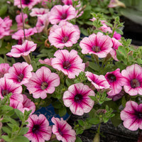 3 Pétunias retombants roses - Petunia - Bakker
