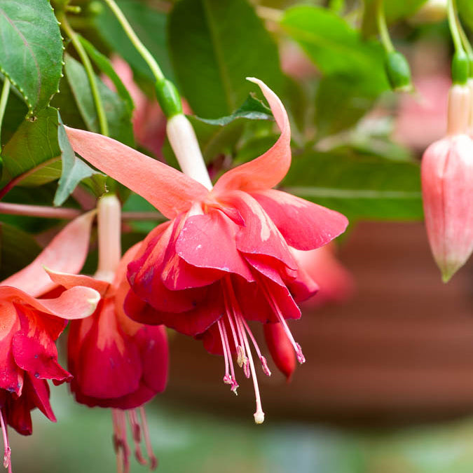 3 Fuchsias retombants Bicentennial - Bakker