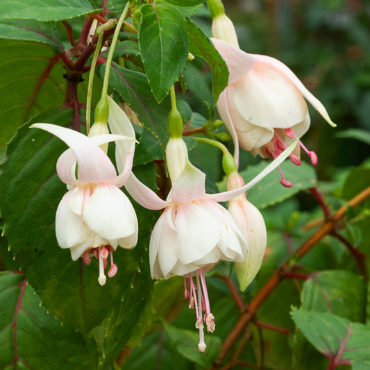 3 Fuchsias résistants au gel Annabel - Bakker