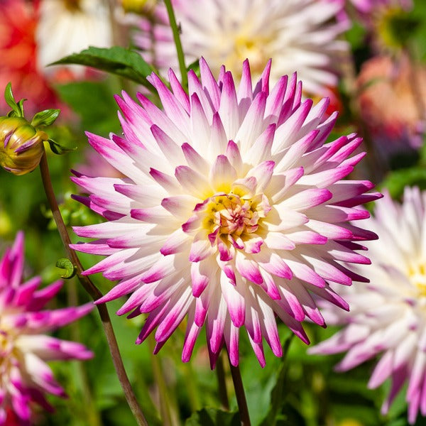 3 Dahlias cactus Haley Jane - Bakker