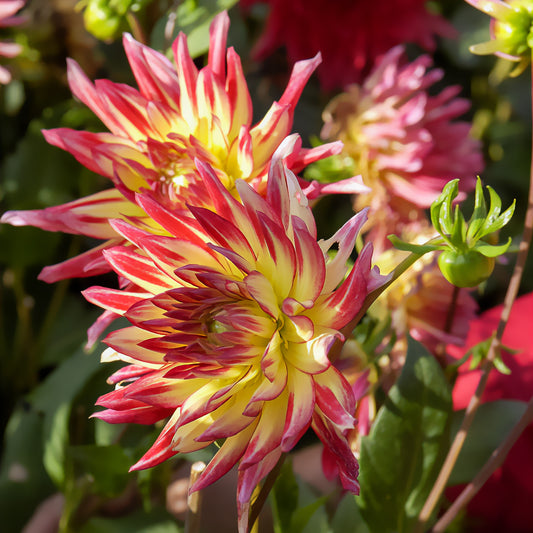 3 Dahlias cactus Oiseau de Feu - Bakker