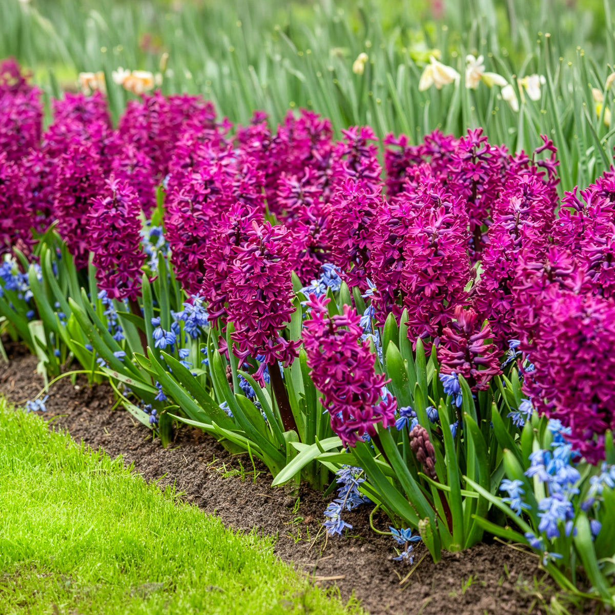 Vente 6 Jacinthes Woodstock pourpre - Hyacinthus orientalis woodstock