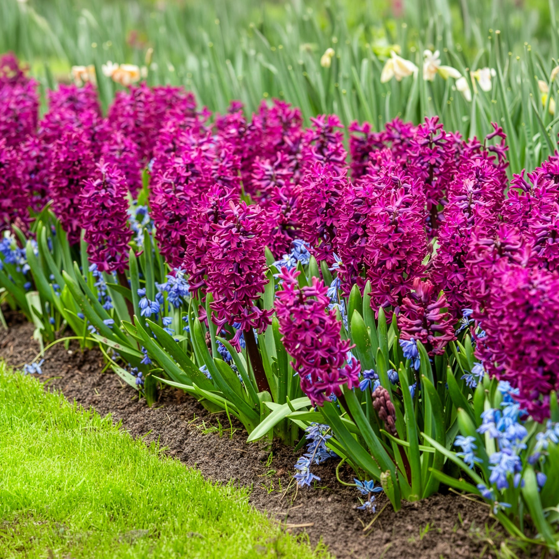 Vente 6 Jacinthes Woodstock pourpre - Hyacinthus orientalis woodstock