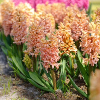 Bulbes de Jacinthe - 6 Jacinthes Gipsy Queen orange - Hyacinthus orientalis gipsy queen