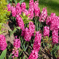6 Jacinthes Jan Bos rouge - Hyacinthus orientalis Jan Bos - Bakker