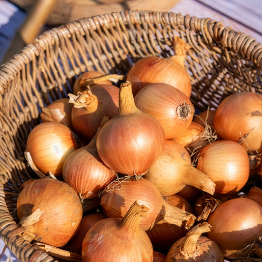 Oignon Centurion F1 - Bakker