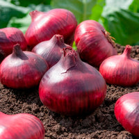 Oignon Rouge foncé de Brunswick - Bakker