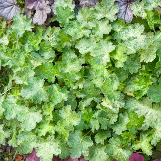 3 Heuchères hybride Hercules ® - Bakker