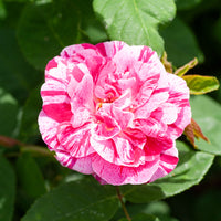 Rosier botanique Ferdinand Pichard (Bourbon) - Rosa Ferdinand Pichard - Bakker