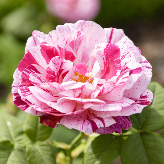 Rosier botanique Ferdinand Pichard (Bourbon) - Bakker