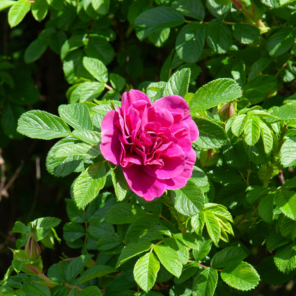 Collection de 2 Rosiers botaniques - Rosa rugosa hansa , boule de neige - Bakker