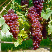 Vigne Chasselas rose - Vitis vinifera Chasselas rose - Bakker