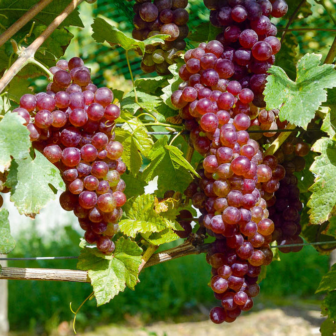 Collection de vignes - Vitis vinifera Chasselas rose, Muscat de Hambourg, Exalta, Chasselas de Fontainebleau - Bakker