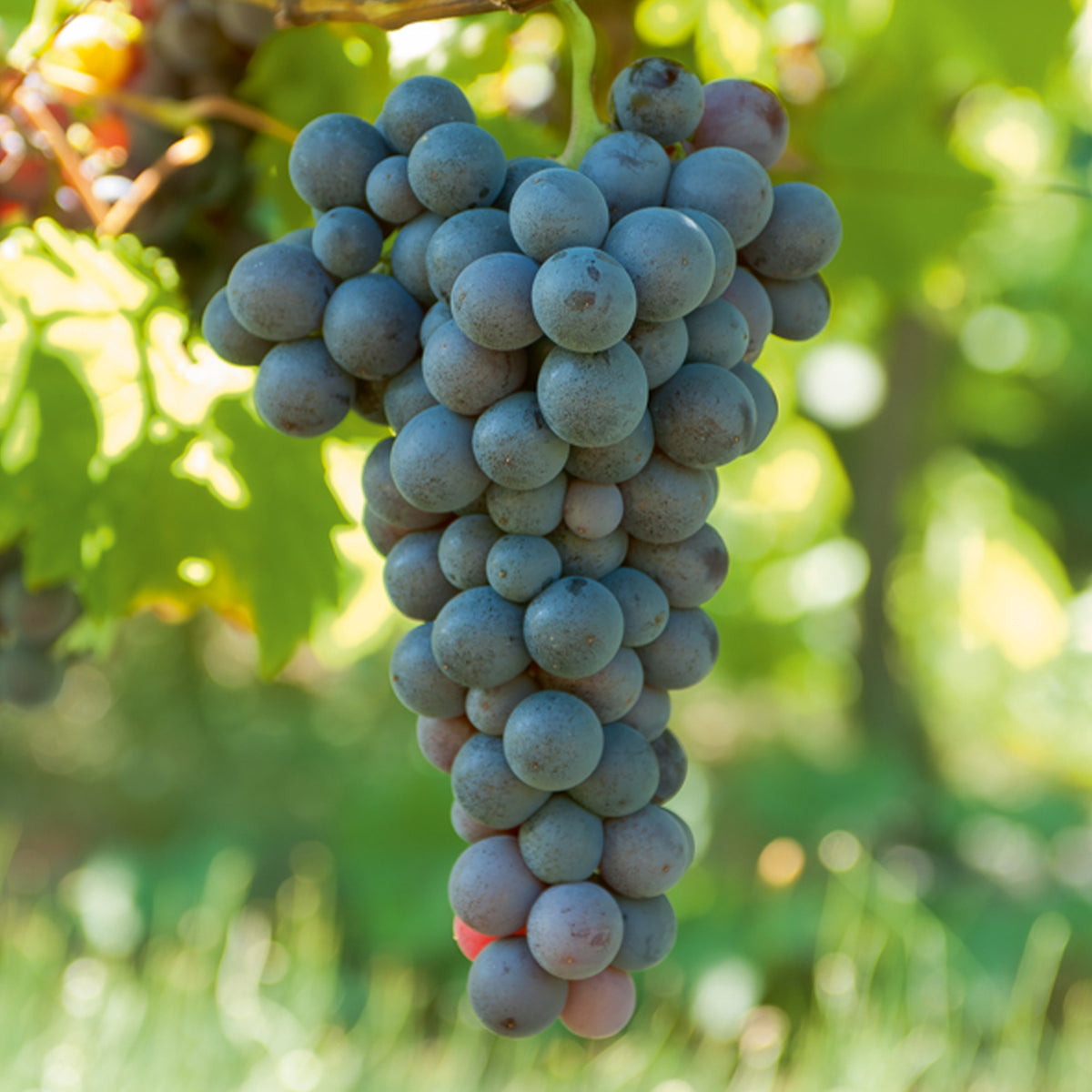 Vigne Muscat de Hambourg - Bakker