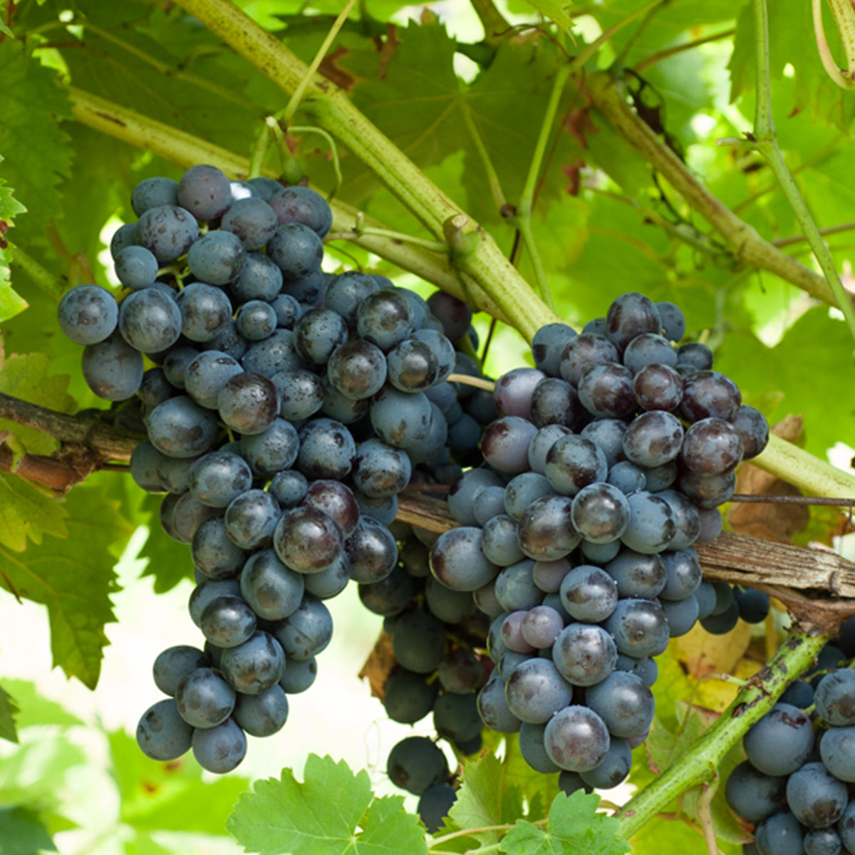 Vigne - Vigne Muscat de Hambourg - Vitis vinifera muscat de hambourg
