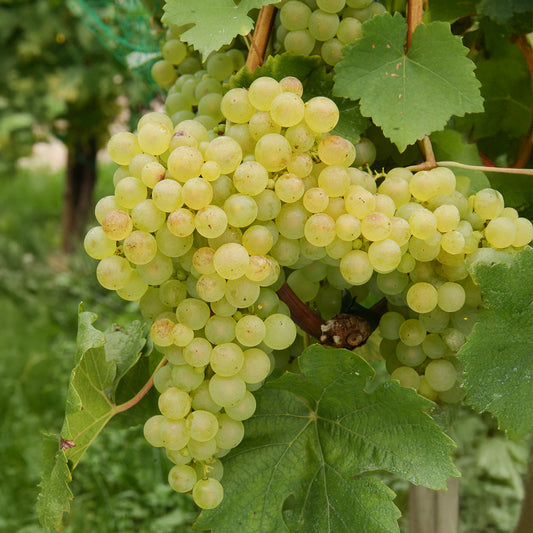 Vigne Chasselas de Fontainebleau - Bakker