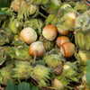 Noisetier vert - Bakker