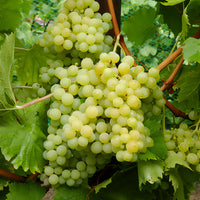Vigne Exalta - Vitis vinifera exalta - Bakker
