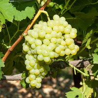 Vitis vinifera exalta - Vigne Exalta - Vigne