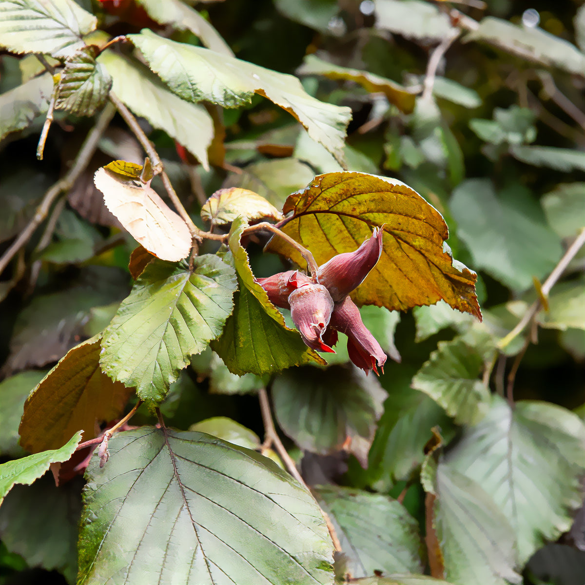 Noisetier pourpre - Corylus maxima purpurea - Bakker