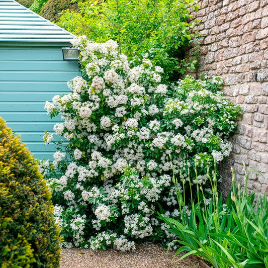 Oranger du Mexique - Bakker
