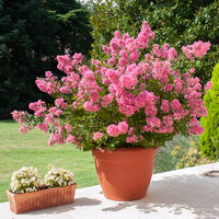 Vente Lilas des Indes rose - Arbustes