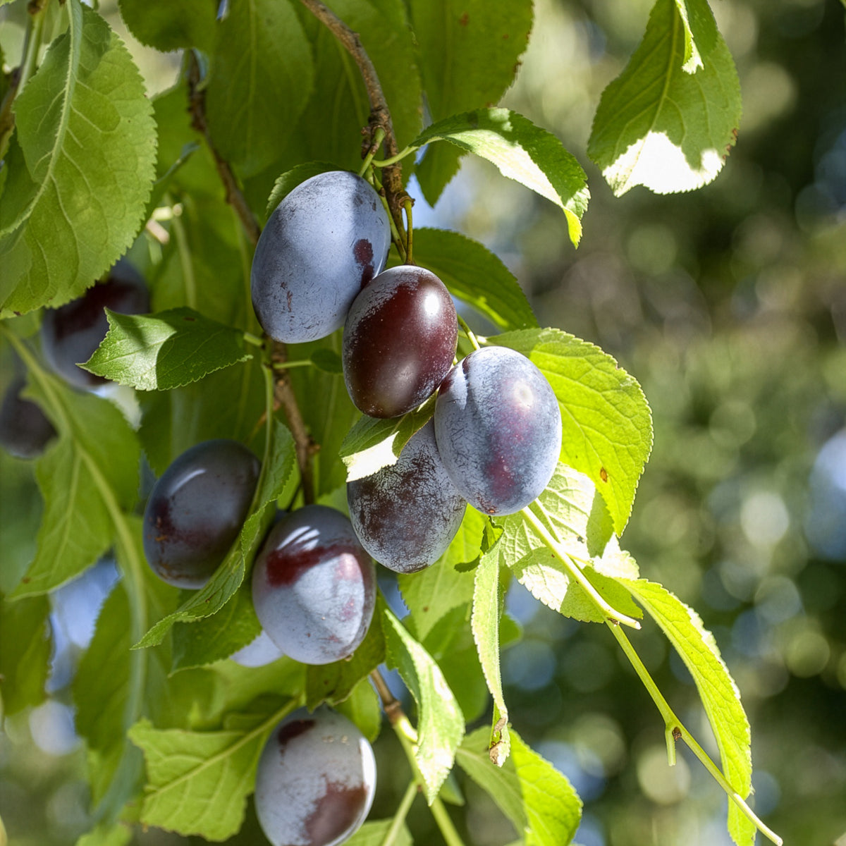 Prunus domestica Quetsche d'Alsace - Prunier Quetsche d'Alsace - Pruniers