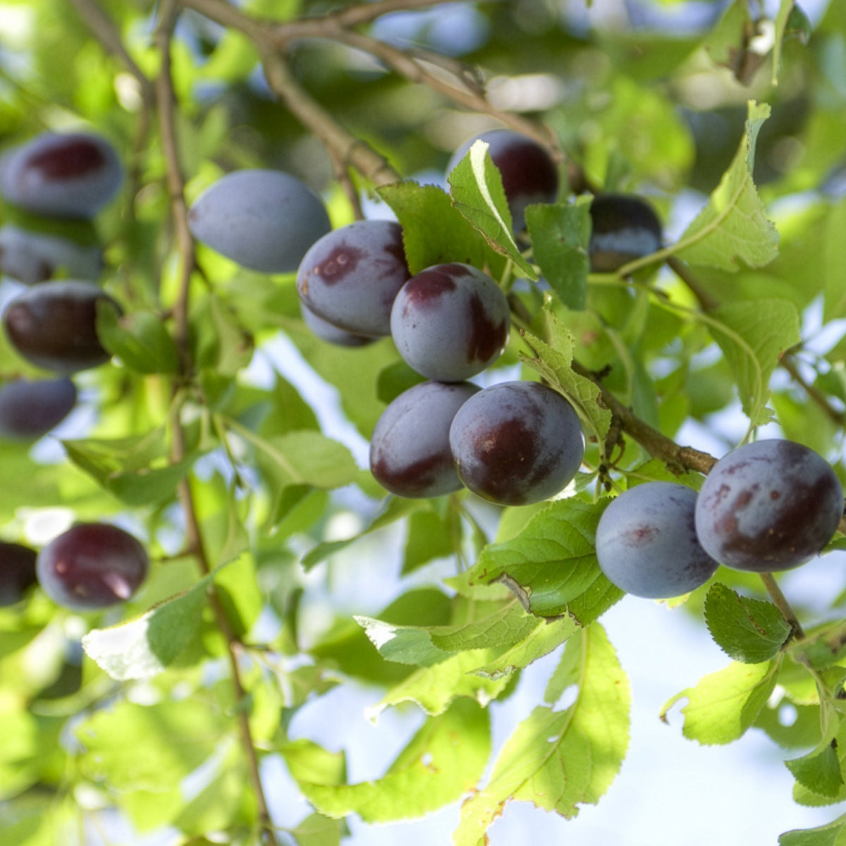 Prunier Quetsche d'Alsace - Prunus domestica Quetsche d'Alsace - Bakker