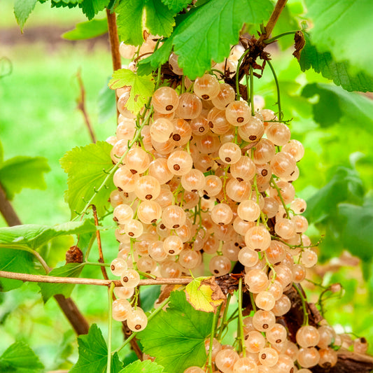Groseillier blanc sur tige - Bakker