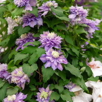 Clématite Diamantina - Clematis Diamantina Evipo 039 - Bakker
