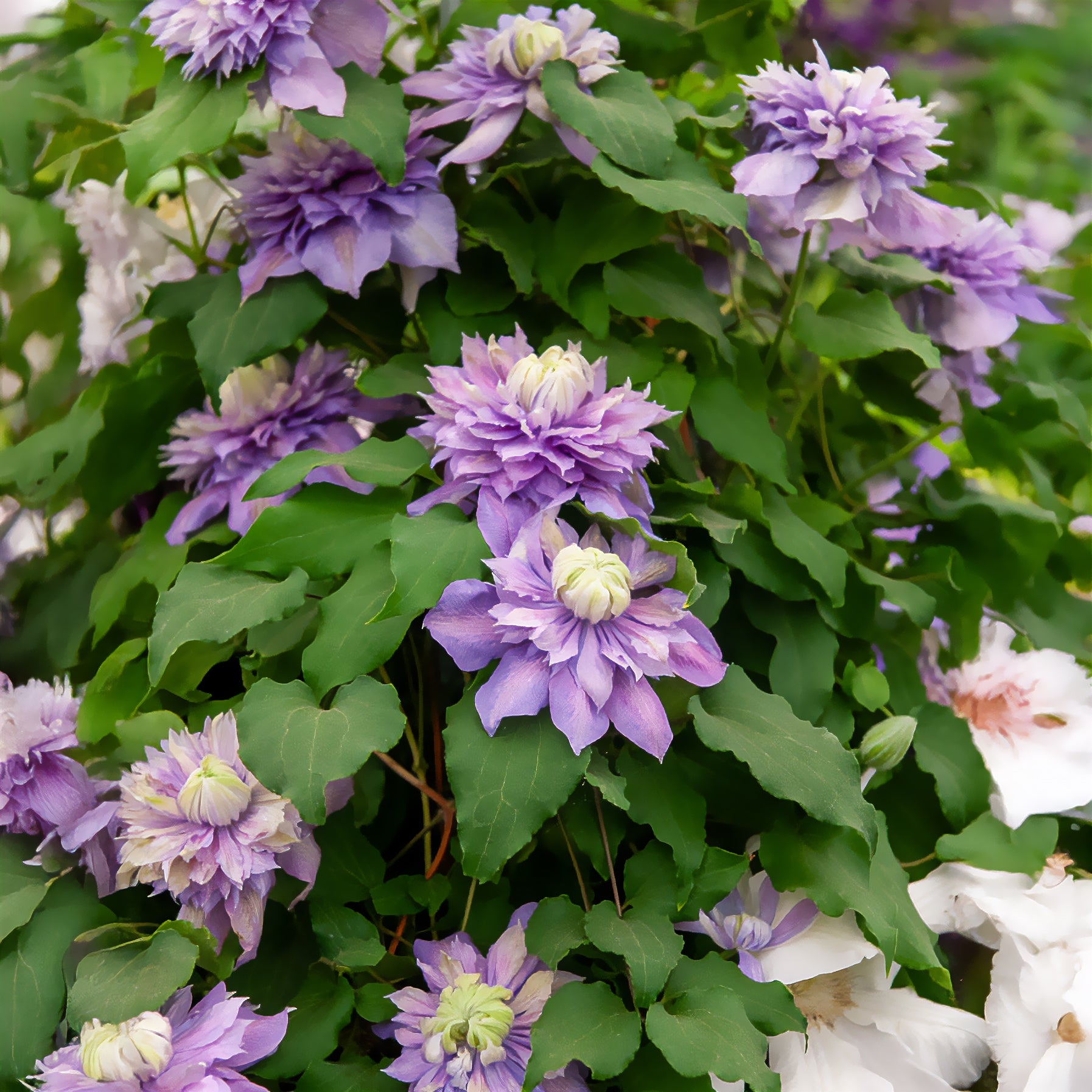 Clématite Diamantina - Clematis Diamantina Evipo 039 - Bakker