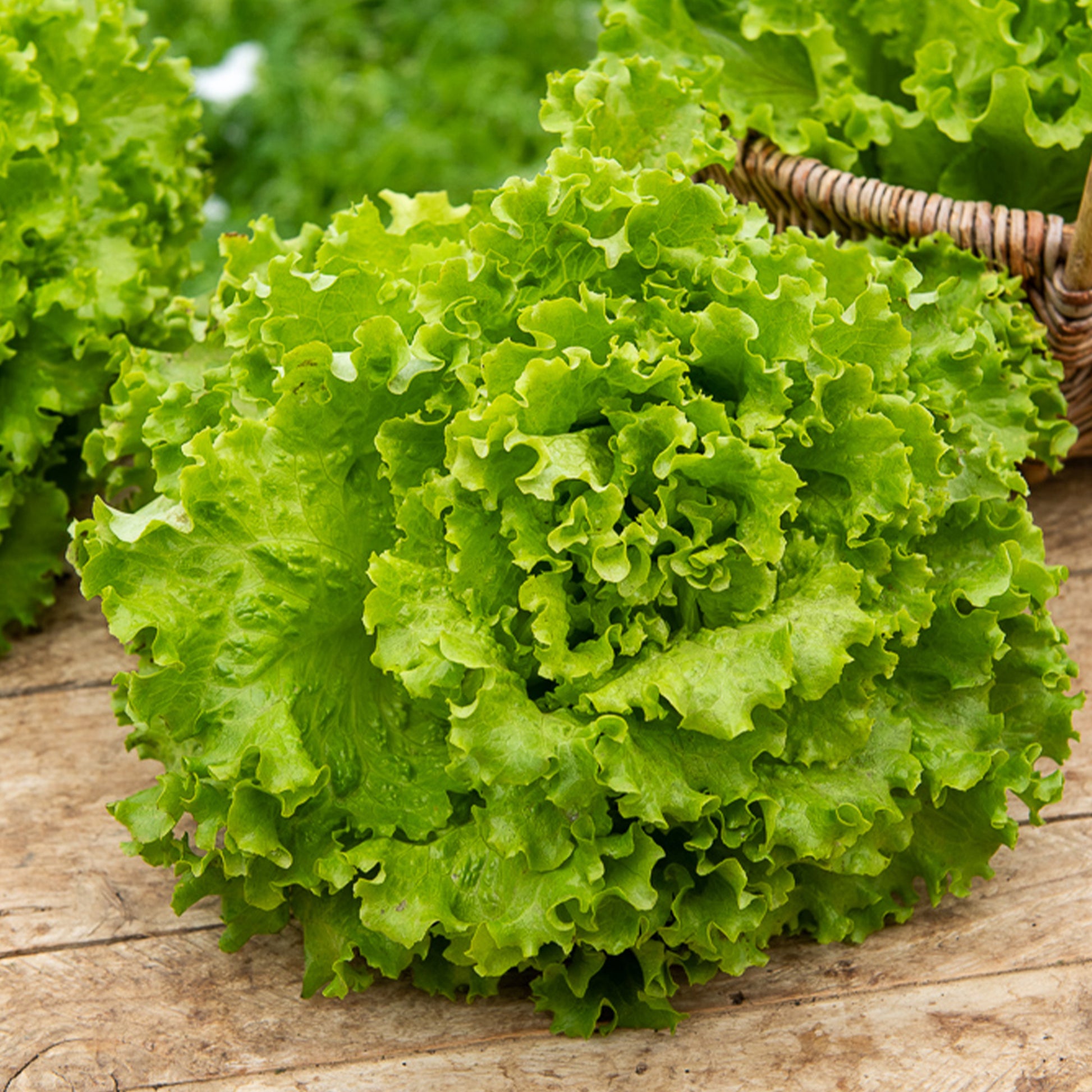 Laitue batavia Florine - Lactuca sativa capitata florine - Bakker