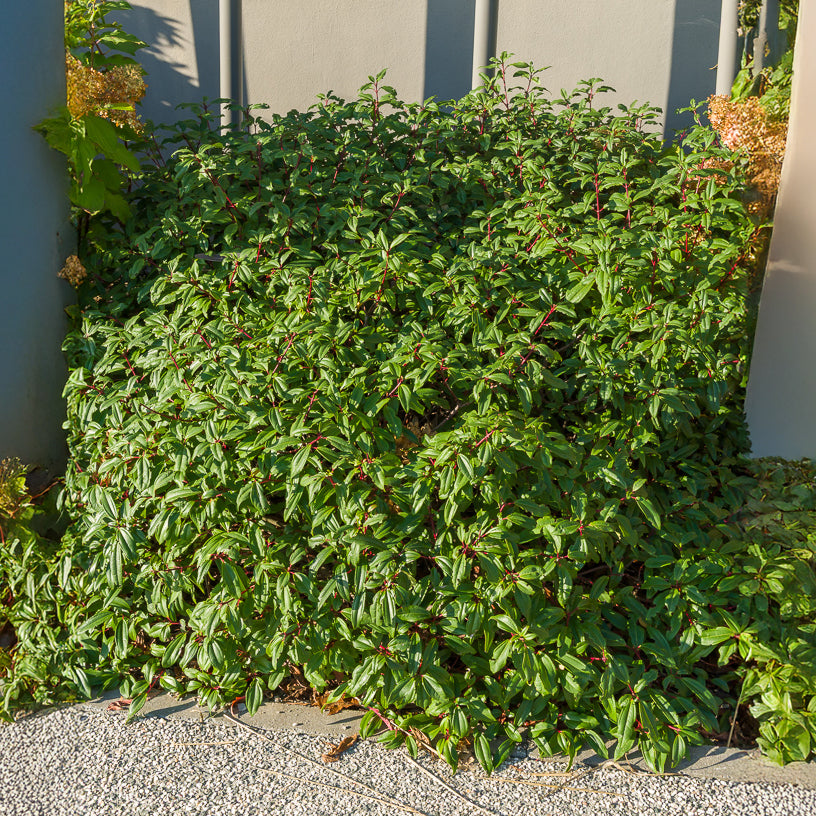 Viornes - Viorne de David - Viburnum davidii