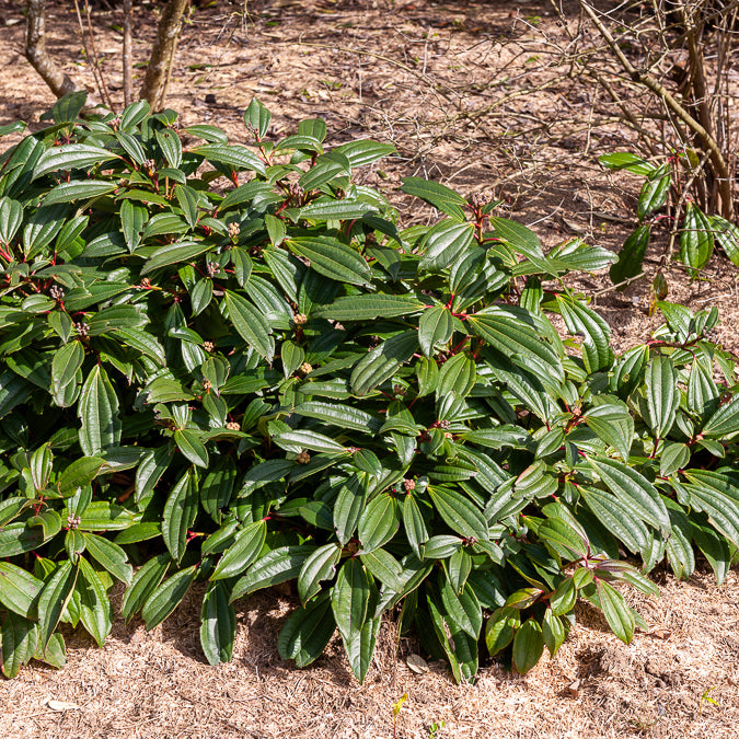 Vente Viorne de David - Viburnum davidii