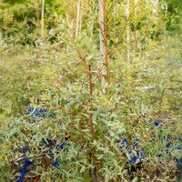 Eucalyptus gunnii france bleu ® ’rengun’ - Eucalyptus gunnii France Bleu ® Rengun - Eucalyptus