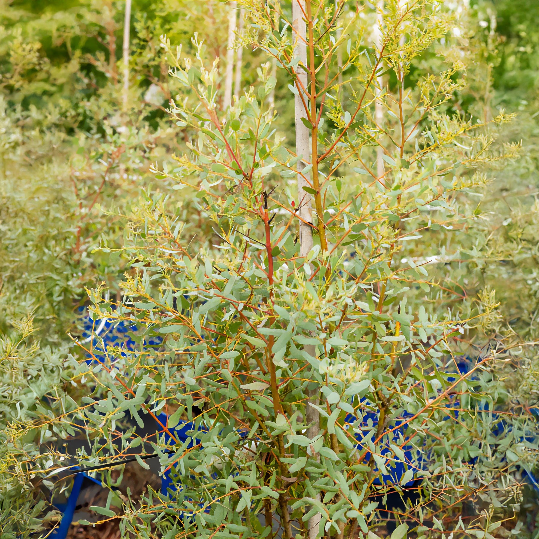 Eucalyptus gunnii france bleu ® ’rengun’ - Eucalyptus gunnii France Bleu ® Rengun - Eucalyptus