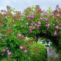 Rosier Bleu violet sur tige - Rosiers tige - Bakker