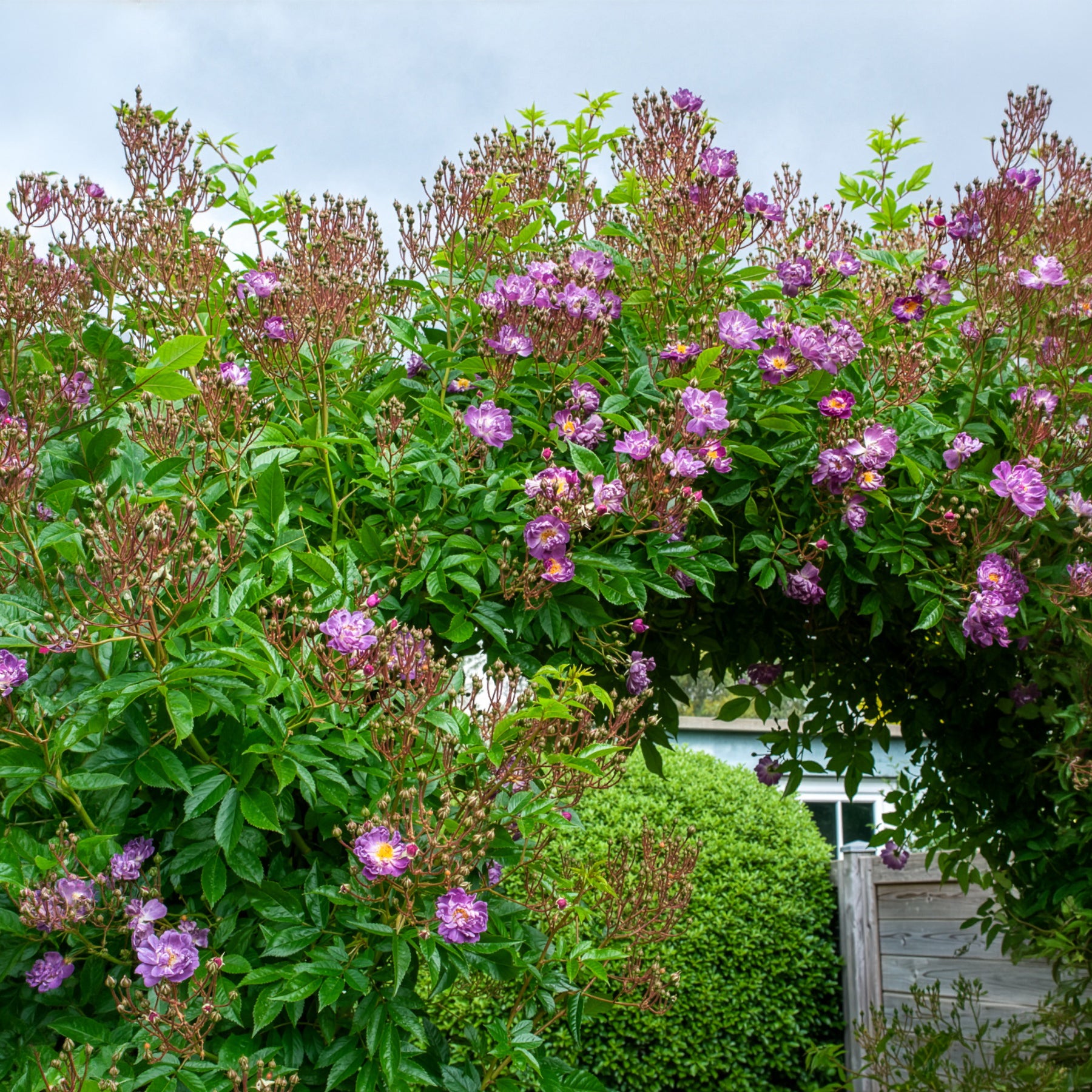 Rosier Bleu violet sur tige - Rosiers tige - Bakker