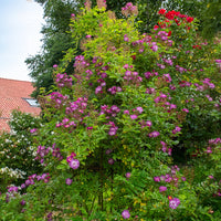 Rosier Bleu violet sur tige - Bakker