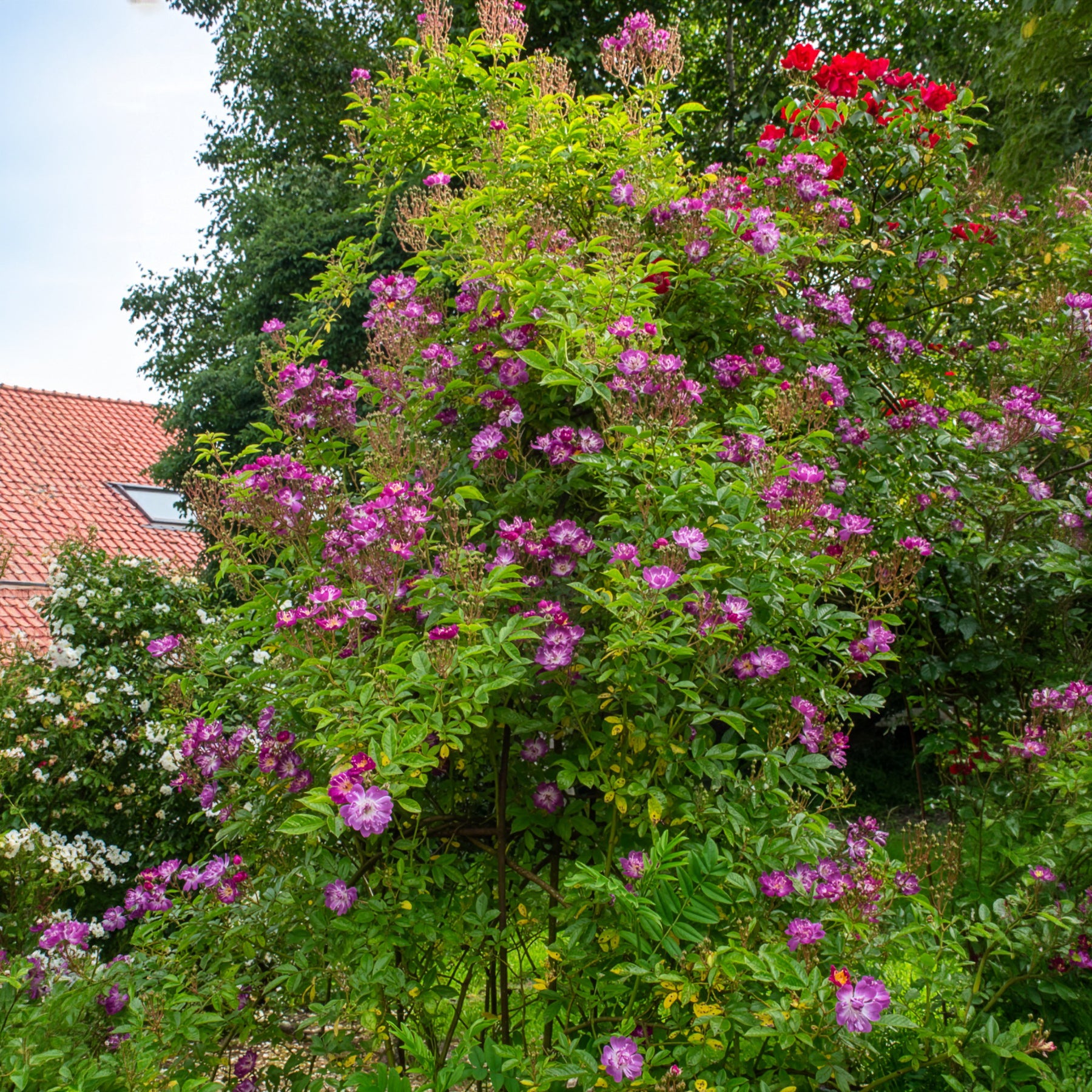 Rosier Bleu violet sur tige - Bakker