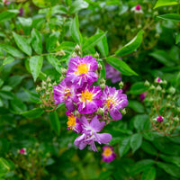 Vente Rosier Bleu violet sur tige - Rosa veilchenblau