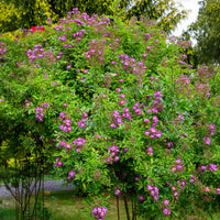 Rosiers tige - Rosier Bleu violet sur tige - Rosa veilchenblau