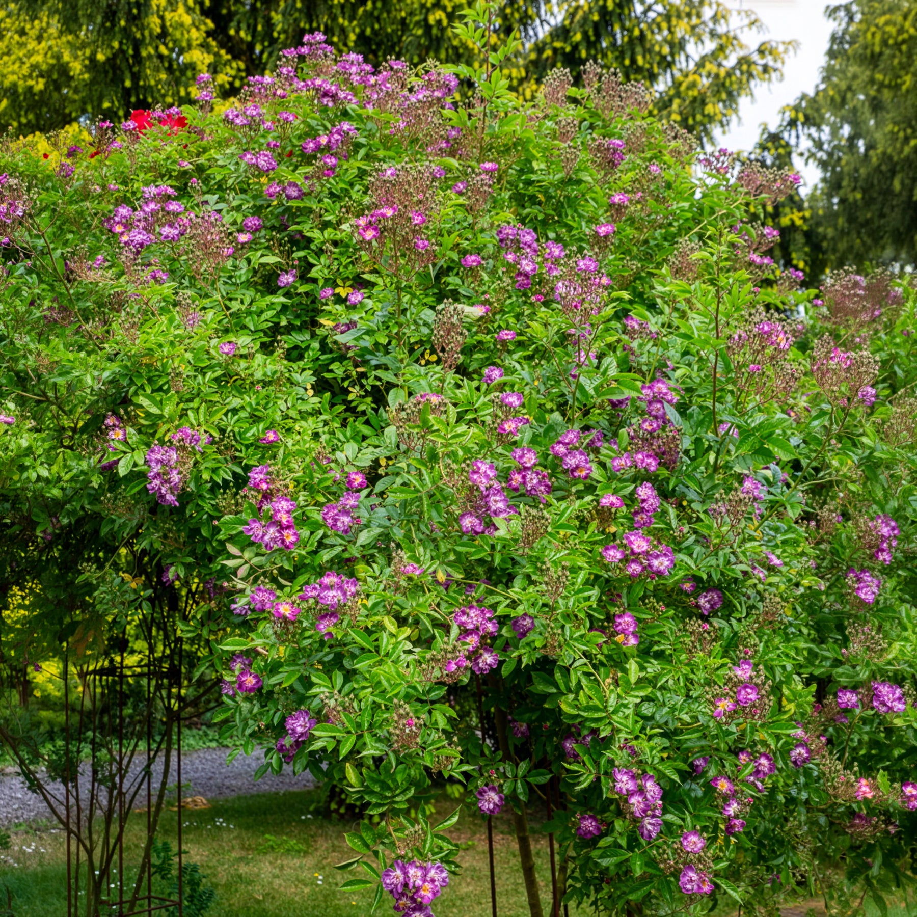 Rosiers tige - Rosier Bleu violet sur tige - Rosa veilchenblau